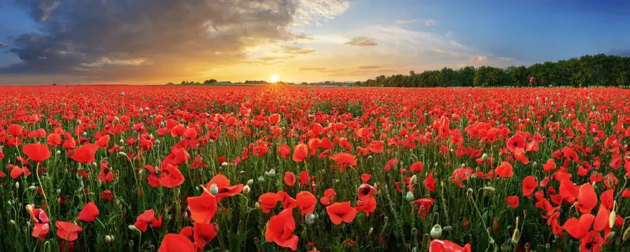 Recycle Your Remembrance Poppies at Sainsburys