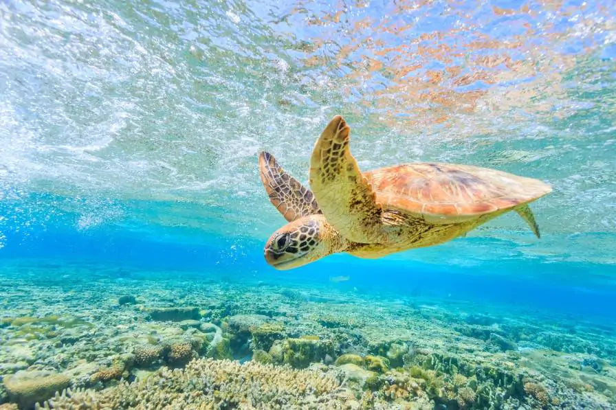Florida Brewery Adopts Compostable Six-Pack Rings That Turtles Can Eat