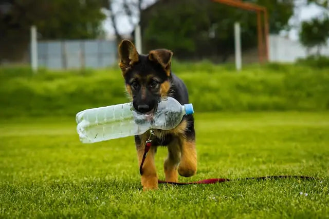 Scruff The Eco Dog: Recycling Plastic Bottles for the Planet